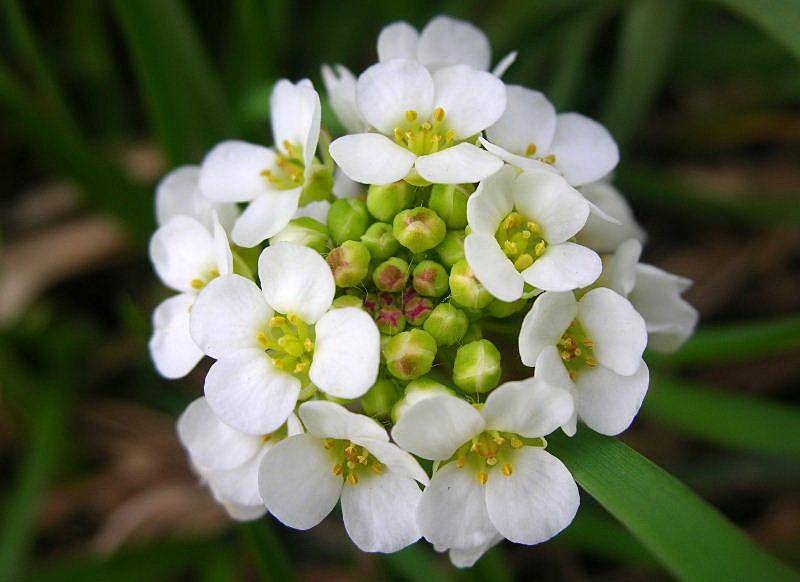 Fiori di primavera